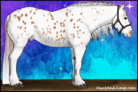 Horse Color:White Spotted Bay Appaloosa