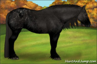 Horse Color:Gray Void White Spotted Grullo Appaloosa Rabicano