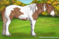 Horse Color:Chestnut Tobiano Frame