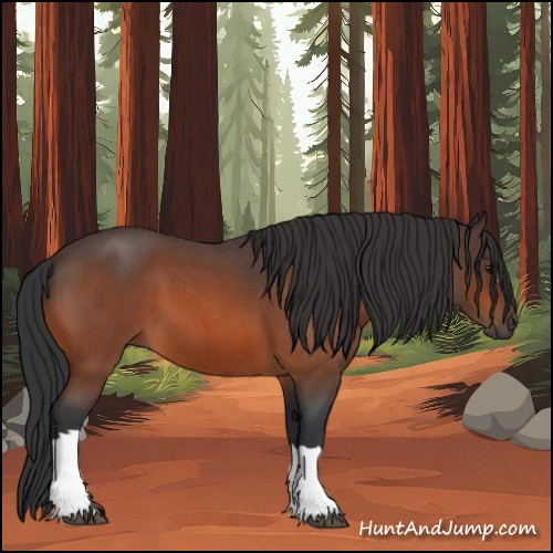 Horse Color:Bay Roan 
