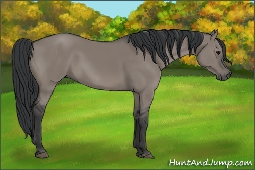 Horse Color:Grullo