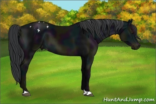 Horse Color:Midnight Black Appaloosa