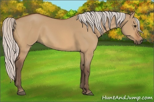 Horse Color:Silver Bay Dun 