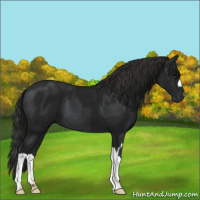 Horse Color:Black  and Gray Black 