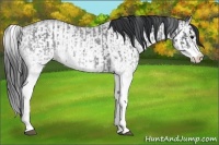 Horse Color:White Spotted Blue Roan Rabicano  and White Spotted Blue Roan Splash Rabicano 