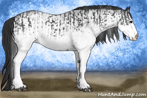 Horse Color:White Spotted Blue Roan Rabicano and White Spotted Blue Roan Rabicano