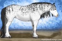 Horse Color:White Spotted Blue Roan Rabicano and White Spotted Blue Roan Rabicano