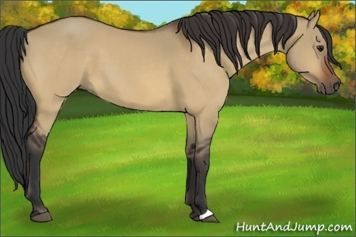 Horse Color:Bay Dun