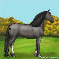 Horse Color:Grullo 