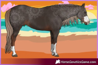 Horse Color:Liver Chestnut 