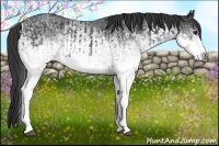 Horse Color:White Spotted Blue Roan Rabicano  and White Spotted Blue Roan Rabicano 