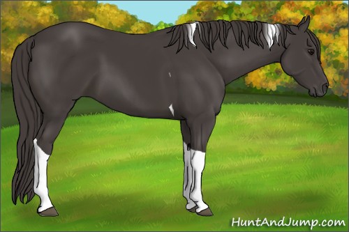 Horse Color:Smoky Black Tobiano