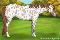 Horse Color:Red Roan Near Leopard 