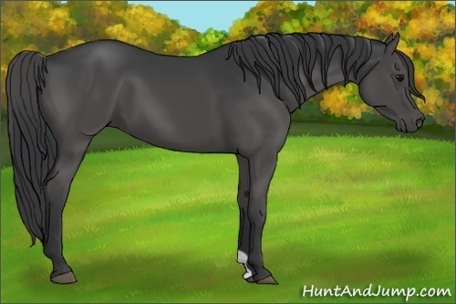 Horse Color:Black 