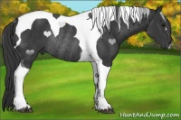 Horse Color:Black Tobiano Rabicano