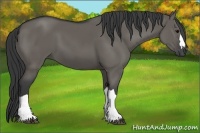 Horse Color:Grullo