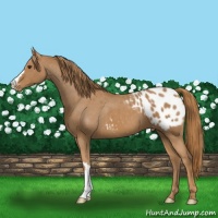 Horse Color:Chestnut Appaloosa 