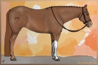 Horse Color:Chestnut 