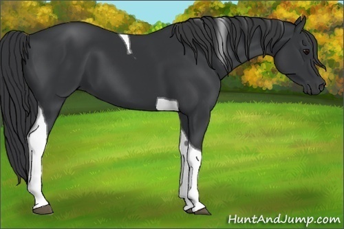 Horse Color:Black Tobiano