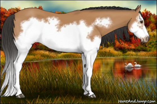 Horse Color:Bay Splash Frame 