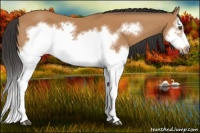 Horse Color:Bay Splash Frame