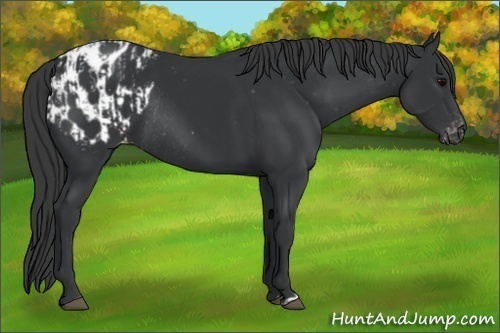 Horse Color:Black Appaloosa  and Black Appaloosa Rabicano 