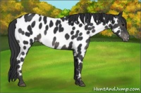 Horse Color:Black Appaloosa 