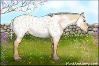 Horse Color:Silver Bay Dun Appaloosa 