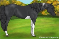 Horse Color:Black Tobiano 
