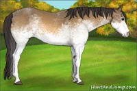 Horse Color:White Spotted Buckskin 