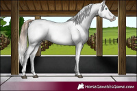 Horse Color:White Spotted Brown Pearl Dun Appaloosa Rabicano Brindle