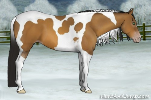 Horse Color:Gray Sable Cream Champagne Tobiano 