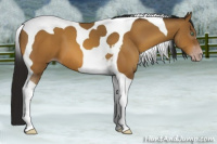 Horse Color:Gray Sable Cream Champagne Tobiano