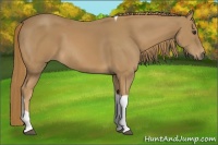 Horse Color:Chestnut Tobiano Rabicano