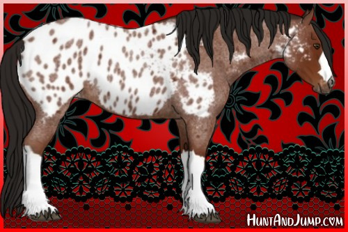 Horse Color:Gray Bay Roan Appaloosa 