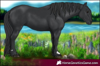 Horse Color:Black 