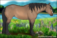 Horse Color:Bay Dun