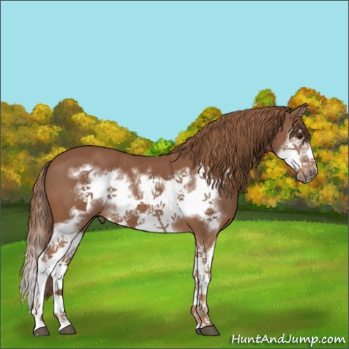 Horse Color:Chestnut Splash Frame