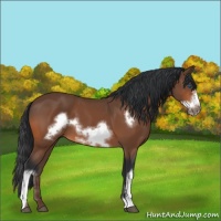 Horse Color:Bay Frame