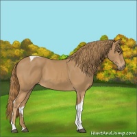 Horse Color:Chestnut Tobiano 