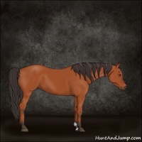 Horse Color:Bay 