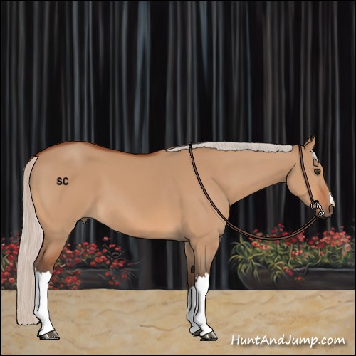 Horse Color:Silver Bay Dun 