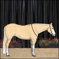 Horse Color:Palomino Dun Splash