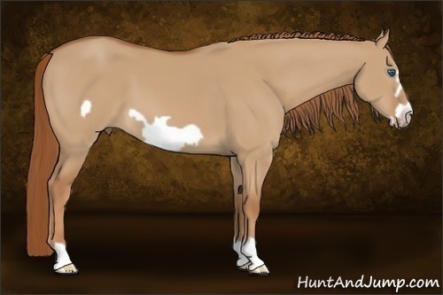 Horse Color:Red Dun Frame 