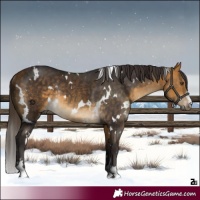 Horse Color:White Spotted Buckskin Rabicano 