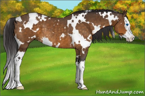 Horse Color:White Spotted Buckskin Splash Rabicano 