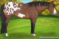 Horse Color:Bay Roan Frame Appaloosa
