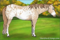 Horse Color:Red Dun Splash Frame and Red Dun Splash Frame Appaloosa