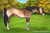 Horse Color:Bay Roan Onyx 