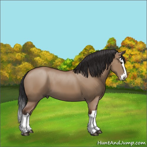 Horse Color:Bay Dun Splash 
